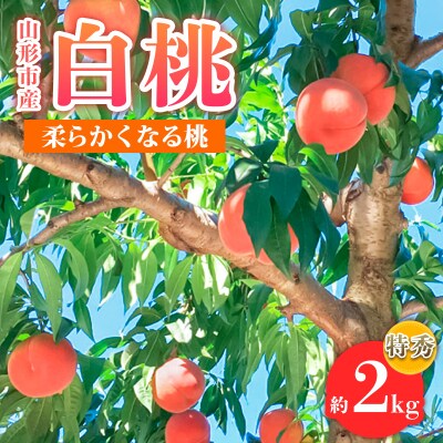 山形市産 白桃 特秀品 約2kg(4～8玉)  柔らかくなる桃【令和8年産先行予約】FS24-756
