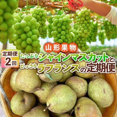 【定期便2回】たっぷりシャインマスカットとどっさりラフランス【令和8年産先行予約】FS24-767 