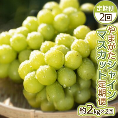 【定期便2回】やまがた シャインマスカット 【令和8年産先行予約】FS25-698