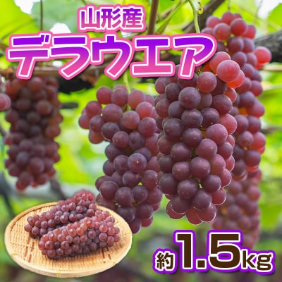 デラウエア 秀品 約1.5kg(5～10房)【令和8年産先行予約】FS23-881