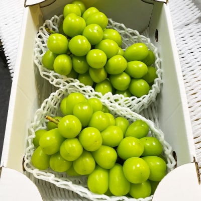 【期間限定】希少!冬のシャインマスカット秀品1kg～1.2kg【令和8年産先行予約】FS25-685