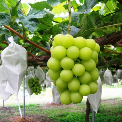 ☆フルーツ王国山形☆シャインマスカット秀品700g以上 10月【令和8年産先行予約】FS23-734