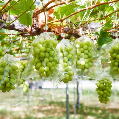 ～秋のご褒美～シャインマスカット1房 600g以上 【令和8年産先行予約】FU22-016