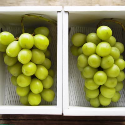 おすそ分けにおすすめ!シャインマスカット 秀品 約1.2kg【令和8年産先行予約】FS23-766