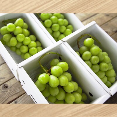 おすそ分けにおすすめ!シャインマスカット 秀 約2.4kg【令和8年産先行予約】FS23-770