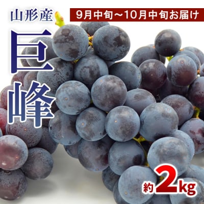 山形のぶどう 巨峰 秀品約2kg[9月中旬～10月中旬お届け]【令和8年産先行予約】FS24-652