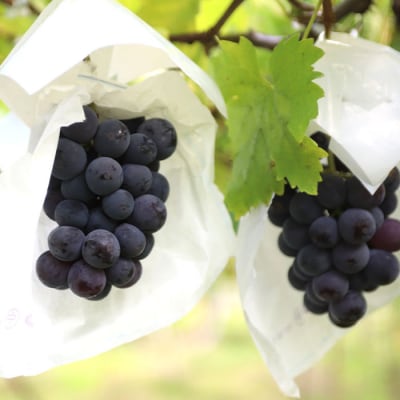 山形産 ぶどう 大人気!ピオーネ 約1.5kg 【令和8年産先行予約】FU23-537