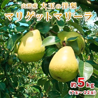 大玉の洋梨 マリゲットマリーラ 秀品 約5kg(7玉～12玉) 【令和8年産】FU23-005