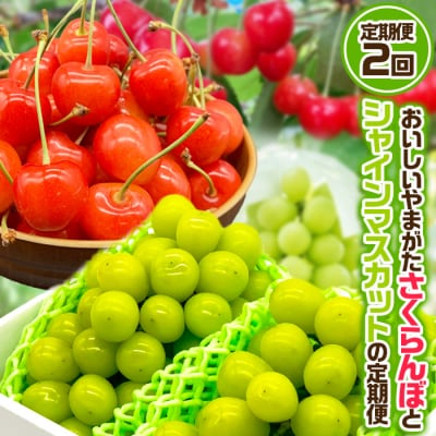 【定期便2回】おいしいやまがた さくらんぼとシャインマスカット【令和8年産先行予約】FS24-530
