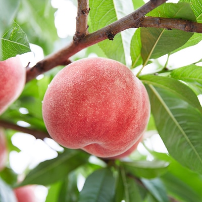 【定期便2回】やまもり山形の秋冬定期便～もも・りんご～ 【令和8年産先行予約】FU22-902 