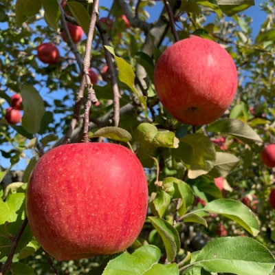 【定期便2回】やまもり山形の秋冬定期便～もも・りんご～ 【令和8年産先行予約】FU22-902 