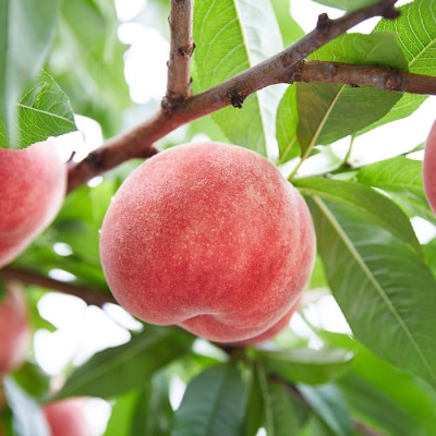 【定期便2回】人気くだものコンビ!～ももとシャインマスカット～【令和8年産先行予約】FS25-601