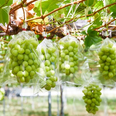 【定期便2回】人気くだものコンビ!～ももとシャインマスカット～【令和8年産先行予約】FS25-601