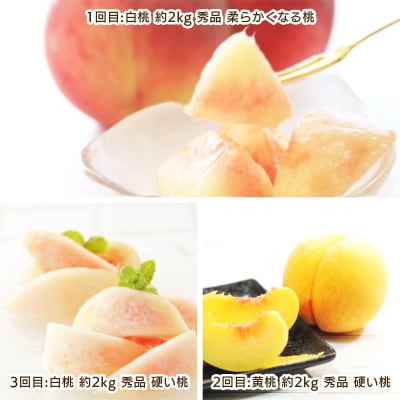 【定期便3回】もも好きのためのやまがたもも定期便  【令和8年産先行予約】FS25-694