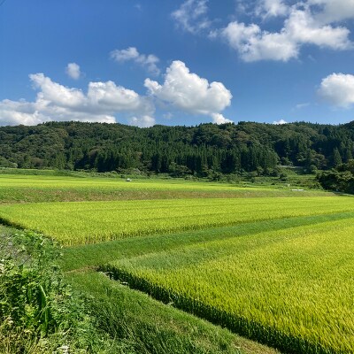 食卓応援企画!★数量限定★特別栽培米 つや姫5kgと雪若丸5kgのセット FY25-438