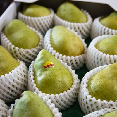 【定期便2回】やまがた洋梨 マリゲットマリーラ&ラフランス食べ比べ定期便 FS25-140