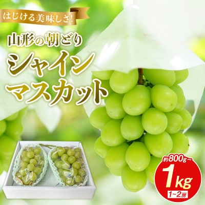 はじける美味しさ!山形の朝どりシャインマスカット 800g～1kg 1～2房 FS25-134