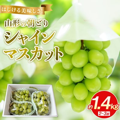 はじける美味しさ!山形の朝どりシャインマスカット 約1.4kg 2～3房 FS25-135