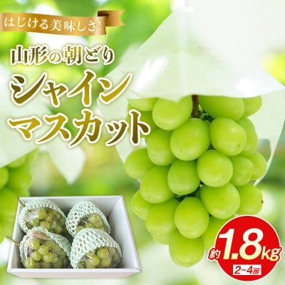 はじける美味しさ!山形の朝どりシャインマスカット 約1.8kg 2～4房 FS25-136