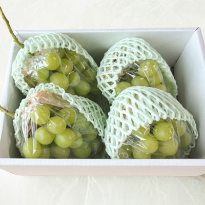 はじける美味しさ!山形の朝どりシャインマスカット 約1.8kg 2～4房 FS25-136