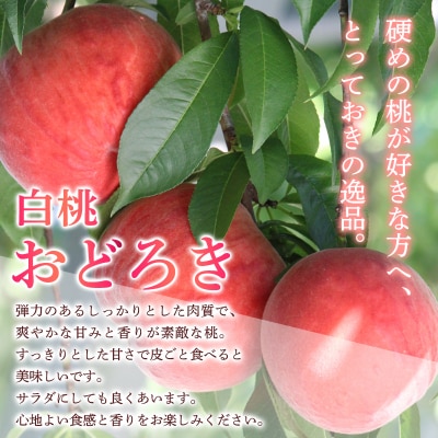白桃おどろき 約1.5kg[硬めの桃]【令和8年産先行予約】FS25-148