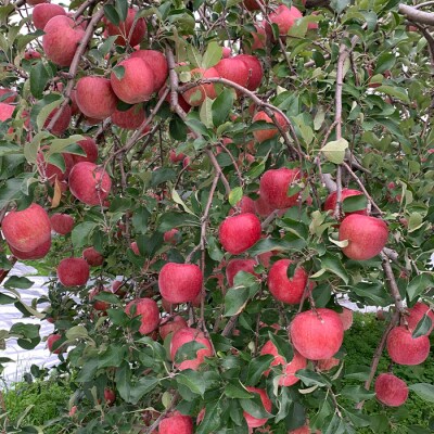 山形市産 富士りんご 無袋 徳用 5kg(20玉～25玉) FZ23-037