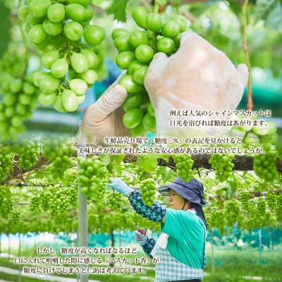 山形市産 シャインマスカット 秀1.5kg以上(2~3房) FZ22-331