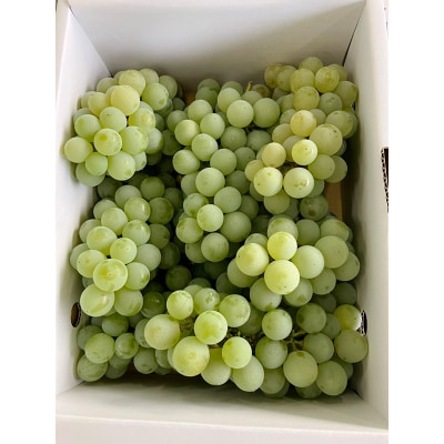 山形市産 ハウスナイヤガラ 特秀 約1.8kg Lサイズ(6～8房) FY26-009