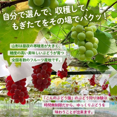 時間無制限!ぶどう狩り体験 (小学生以下2名利用) FY26-093