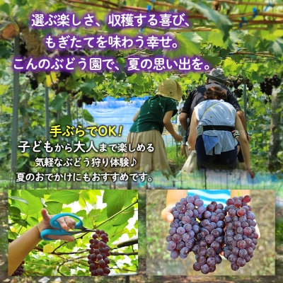 時間無制限!ぶどう狩り体験 (小学生以下2名利用) FY26-093