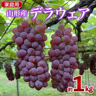 家庭用デラウエア 約1kg 優以上 M～3L (6～8房) FY26-164