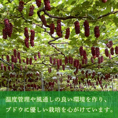 家庭用デラウエア 約1kg 優以上 M～3L (6～8房) FY26-164