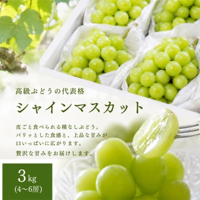 シャインマスカット 約3kg(4～6房) 秀品 FY26-228