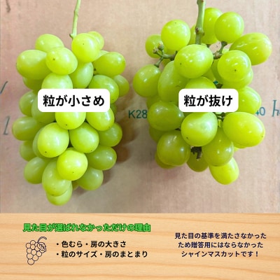 ★ご家庭用★シャインマスカット 2kg 2~6房 見た目で選ばれなかっただけ  FY26-250