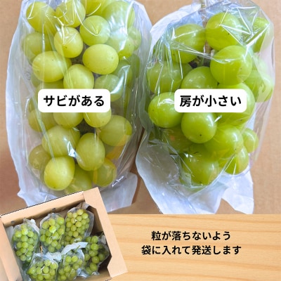 ★ご家庭用★シャインマスカット 2kg 2~6房 見た目で選ばれなかっただけ  FY26-250