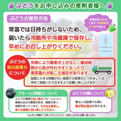 【期間限定】シャインマスカット・ピオーネ食べ比べセット 各1房 秀品 1.3kg FY26-266