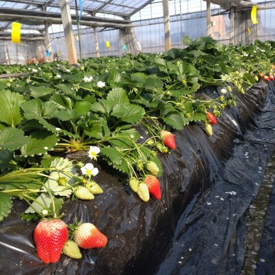 いちご(やよいひめ)小粒 4パック 採りたて苺!産地直送|13_fjf-020401