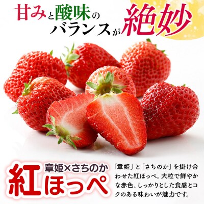 いちご「紅ほっぺ」9粒～ (2パック計830g以上)1粒35g以上|13_grf-010101