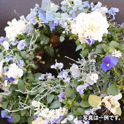 ハンギングリース　季節のアレンジ (寒色系) 直径約40cm|13_ymn-010201