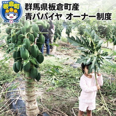 群馬県板倉町産 青パパイヤ オーナー制度|13_ebf-010101