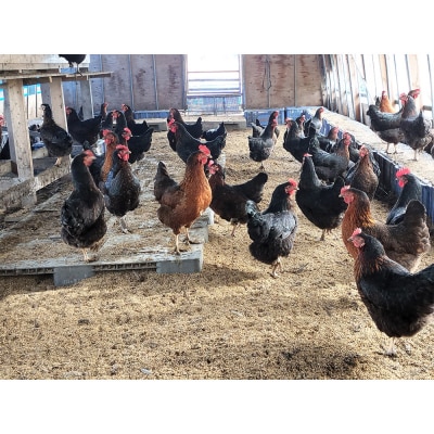 ネラの極み 卵 たまご 10個(10個×1パック)|13_rtk-011001