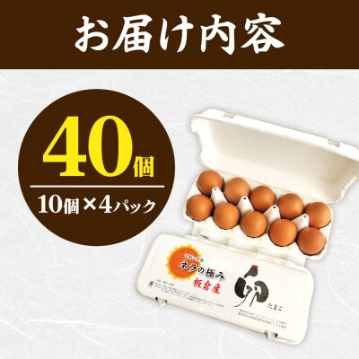 ネラの極み 卵 たまご 40個(10個×4パック)|13_rtk-014001