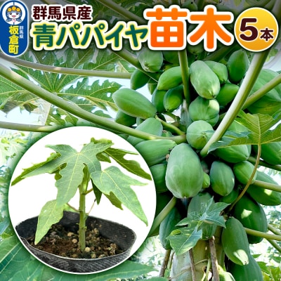 果物 苗 青パパイヤ 苗木 5本 群馬県板倉町 3寸ポット|13_ebf-050501