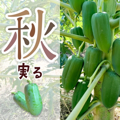 果物 苗 青パパイヤ 苗木 5本 群馬県板倉町 3寸ポット|13_ebf-050501