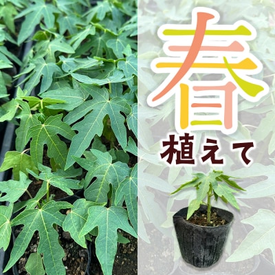 果物 苗 青パパイヤ 苗木 10本 群馬県板倉町 3寸ポット|13_ebf-051001