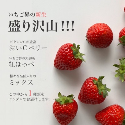 ☆お母さん応援☆ レシピ付き おいしい冷凍いちご1kg