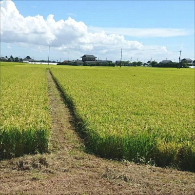 令和7年産新米 【栽培期間中農薬不使用】こしひかり 玄米5kg茨城県共通返礼品・行方市産