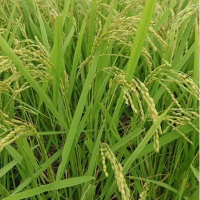 令和7年産新米 【栽培期間中農薬不使用】こしひかり 玄米5kg茨城県共通返礼品・行方市産