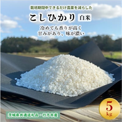 令和7年産新米　栽培期間中できるだけ農薬を減らした【こしひかり】白米5kg茨城共通返礼品・行方産