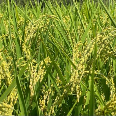 令和7年産新米　栽培期間中できるだけ農薬を減らした【こしひかり】白米5kg茨城共通返礼品・行方産